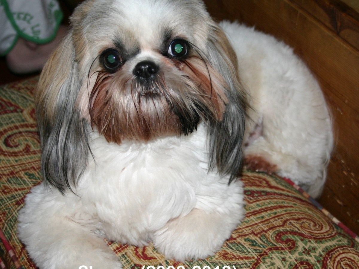 S’more Dean (2003 –&nbsp;2019)