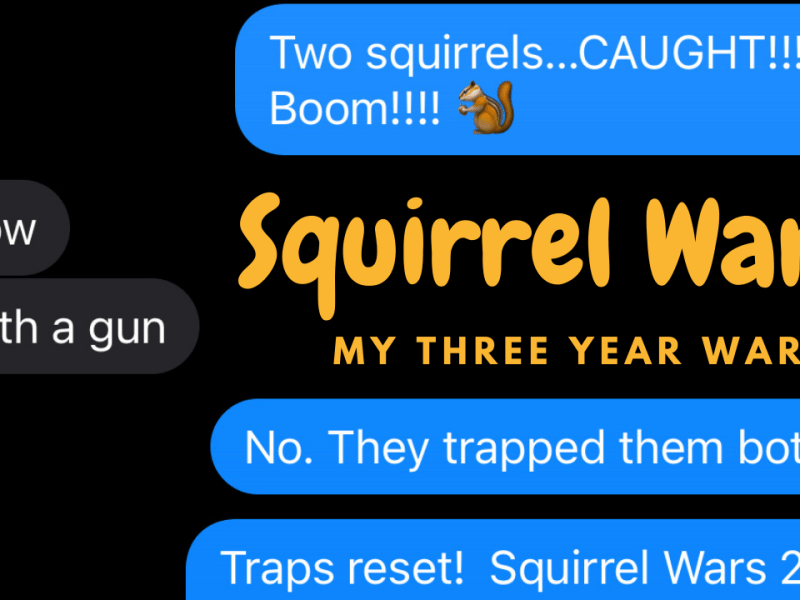 Squirrel Wars – My 3 Year&nbsp;War!