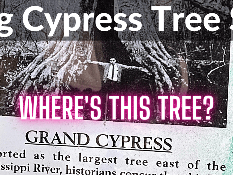 Big Cypress Tree State Park – Greenfield,&nbsp;TN