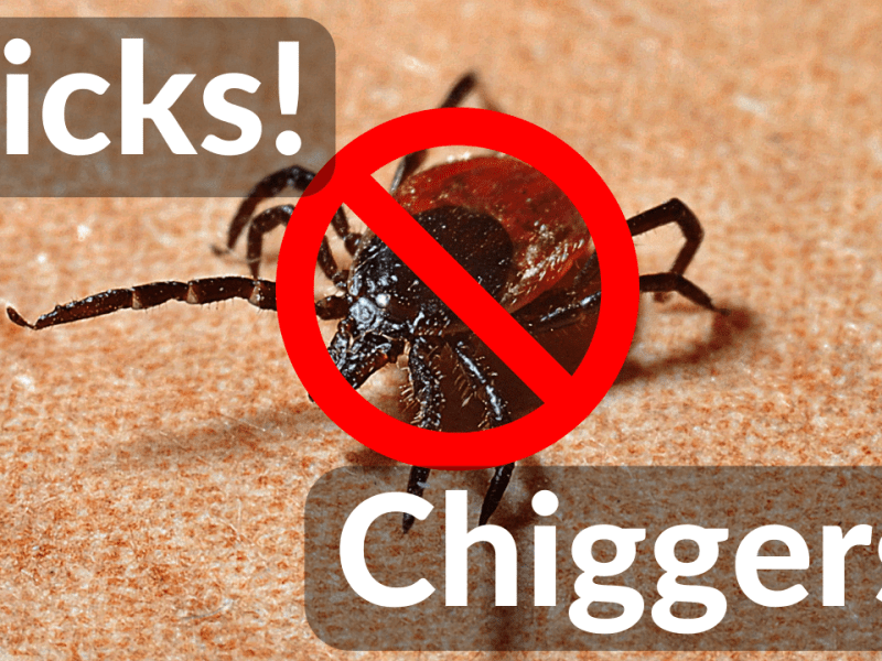 3 Steps To Keep Ticks And Chiggers Off&nbsp;You!