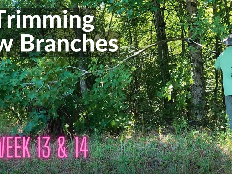 Trimming Low Branches – DeanoFarms: Week&nbsp;13