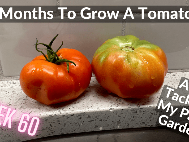 15 Months To Grow A Tomato?!? – AKA Tackling My Patio Garden (DeanoFarms – Week&nbsp;60)