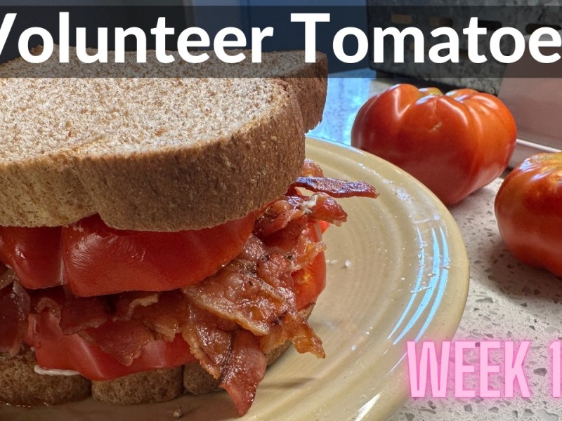 Volunteer Tomatoes (DeanoFarms – Week&nbsp;105-115)
