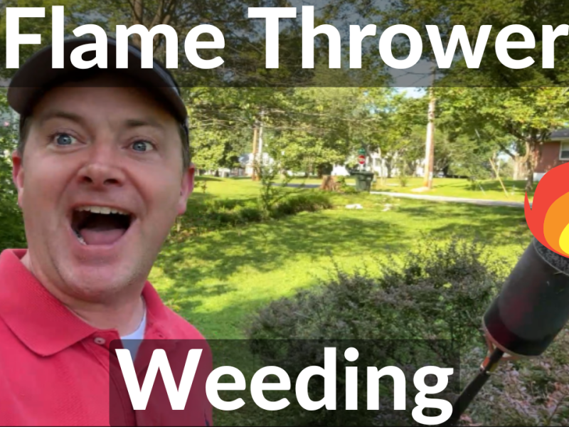 Flame Thrower Weeding – This Old Dean&nbsp;House